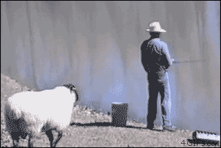 Sheep-rams-fisherman