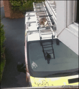 Cat-jumps-van-roof