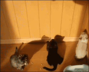 Kittens-hand-shadow-collision