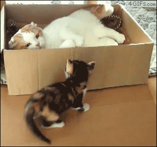 Box-cat-kitten-double-KO