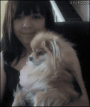 Uncooperative-webcam-dog