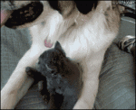 Kitten-attacks-dog-tongue
