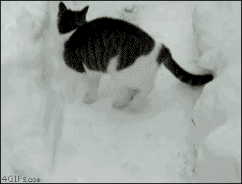 Snow-cat-burrows