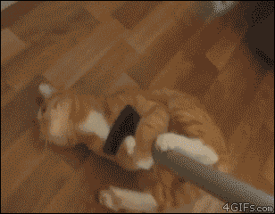 GEFELICIFLAPSTEERT MOONTJE <3 Cat-rides-vacuum