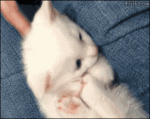 Kitten-bites-paws-foot