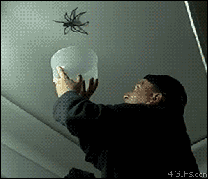 Catching-ceiling-spider