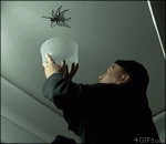 Catching-ceiling-spider