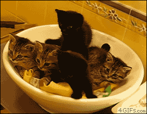 Synchronized-kitten-bowl