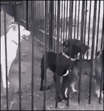 Puppy-escape-teamwork