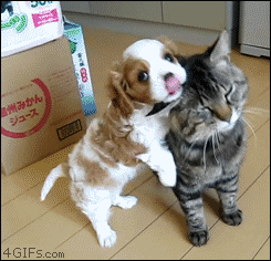 Puppy-chews-patient-cat-ear.gif