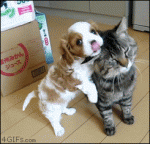 Puppy-chews-patient-cat-ear
