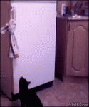 Acrobatic-fridge-cat
