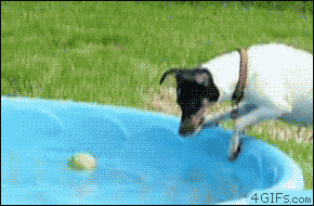 Cautious-dog-pool-ball