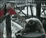 Gibbon-wants-head-scratch