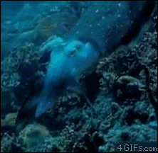 Hypno-cuttlefish-light-pulse