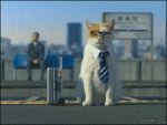 Business-cat-traveling