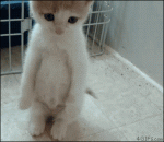 kitten-standing-looks-sad