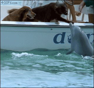 Dolphin-kisses-dog
