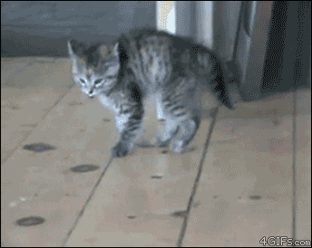 [Imagen: Kitten-bounces.gif]