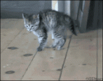Kitten-bounces