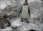 Jerk-penguin-pushes
