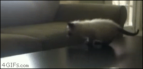 Kitten-jump-fail.gif
