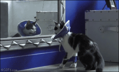 Cat-mirror-Elizabethan-collar.gif