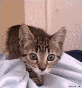 Kitten-hunting-wiggle