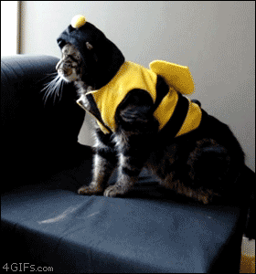 Cat-bumblebee-costume.gif