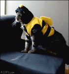 Cat-bumblebee-costume