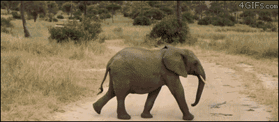 Baby-elephant-running.gif