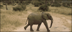Baby-elephant-running