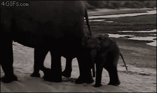 Baby-elephant-sneeze-scare