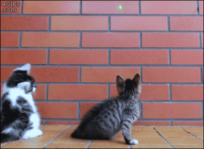 Kittens-laser-pointer-sniper