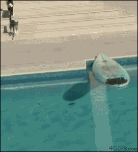 Cat-surfboard-escape-deal-with-it.gif?