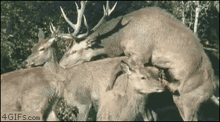 Deer-mating-boom-surprise.gif