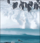 Penguin-jumps-iceberg