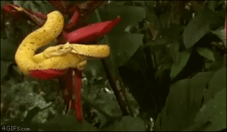 Snake-bites-balloon-trolled-blargh