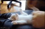 Sleeping-kitten-paws-going