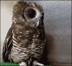 Owl-head-scratched-feelsgoodman