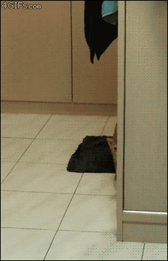 Kitten-likes-being-scared.gif (239×370)