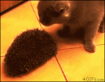 Cat-hedgehog-brush