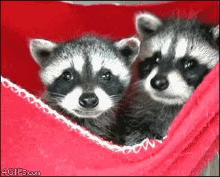 Kit-raccoon-yawns-cubs