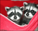 Kit-raccoon-yawns-cubs