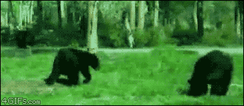 [Image: Drunk-bear-attack-come-at-me-bro.gif]