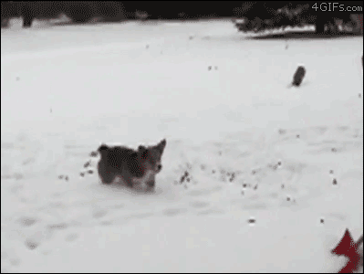 Corgi-dog-snow-flips