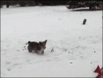 Corgi-dog-snow-flips
