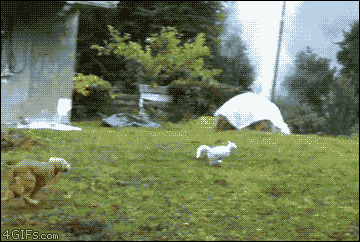 Dog-chases-cat-tree-trolled.gif (360×242)