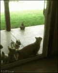 Cat-opens-sliding-glass-door