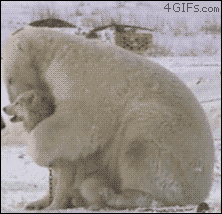 Polar-bear-hugs-dog